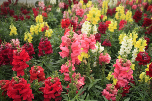 snapdragon