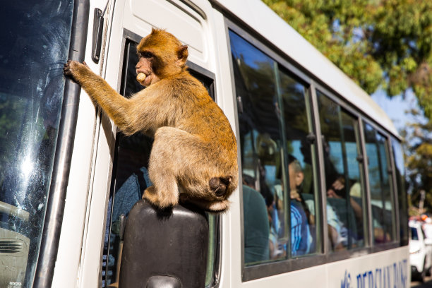 monkey-nut