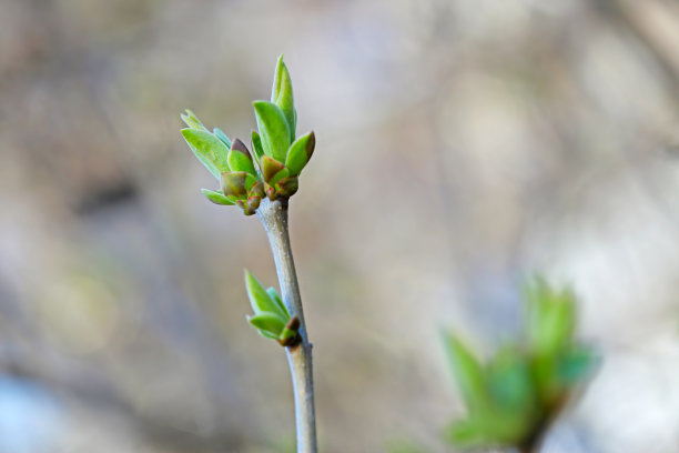 twig