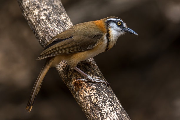 laughingthrush