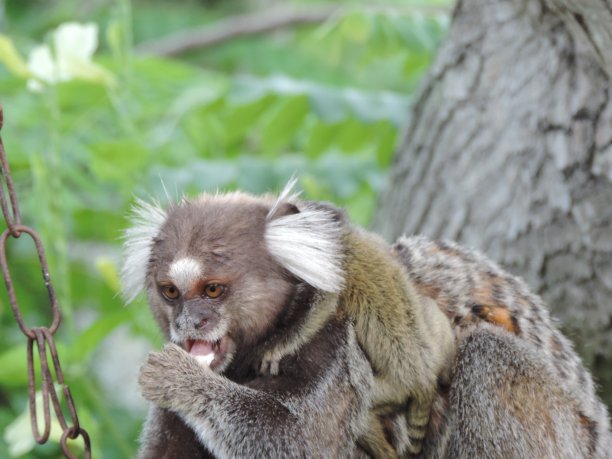 saguinus
