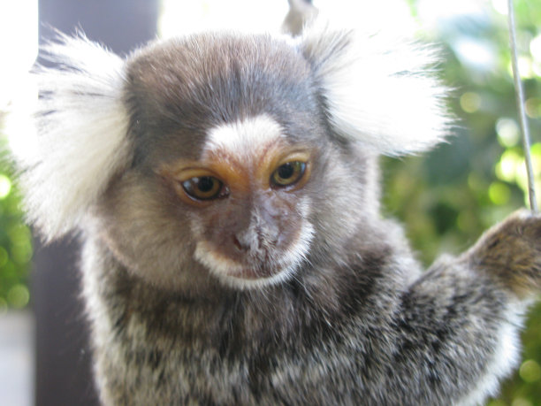 saguinus