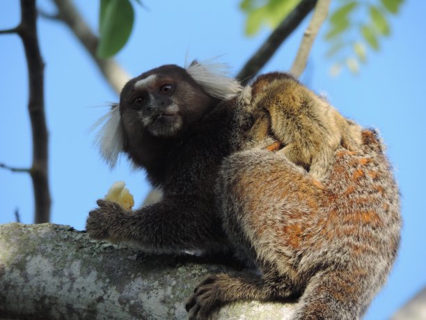 saguinus