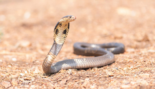 cobra