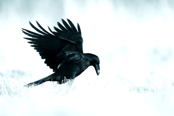 raven