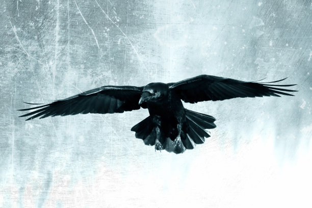 raven