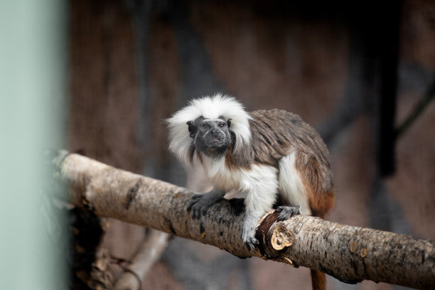 saguinus