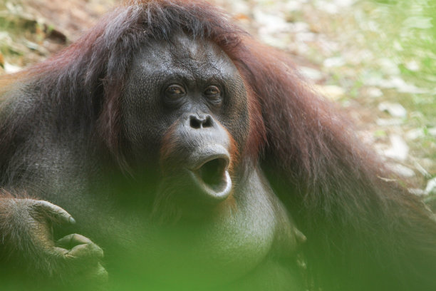 pongo