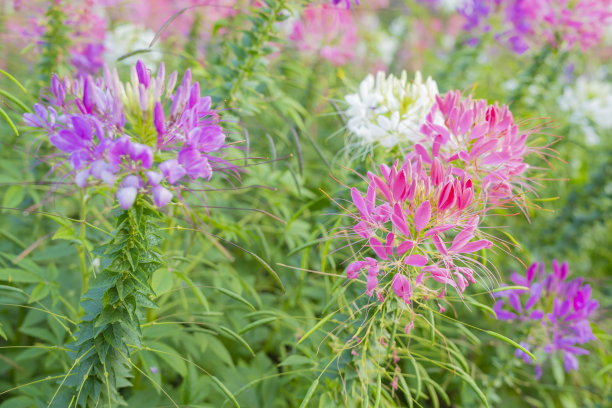 cleome