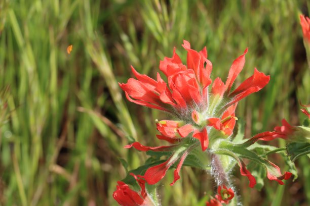 hawkweed
