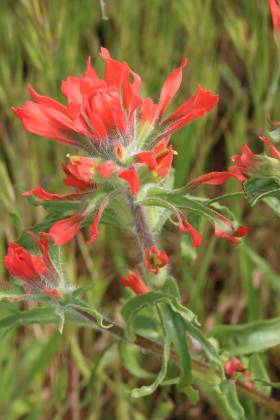 hawkweed