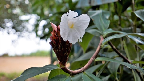 costus