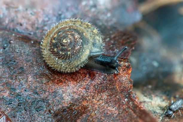 gastropod