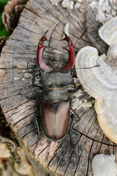 lucanus