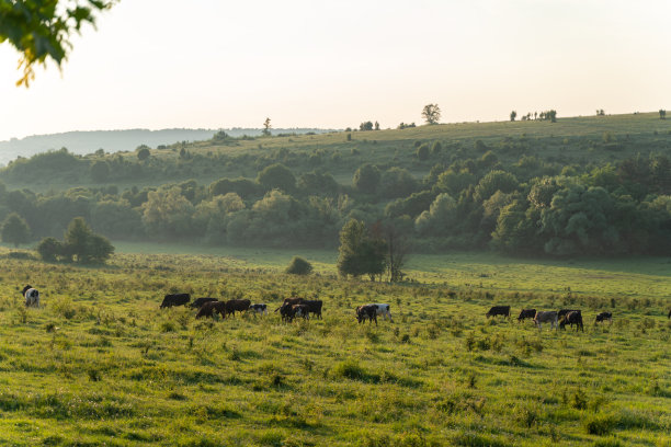 牛群生态养殖业