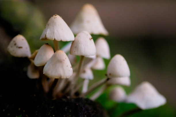 agaric