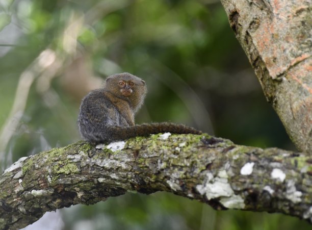 marmoset
