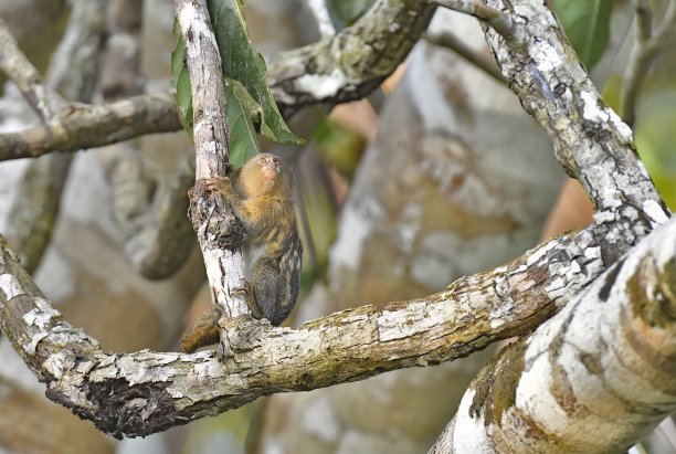 marmoset