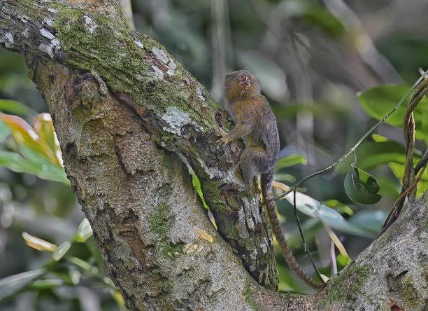 marmoset