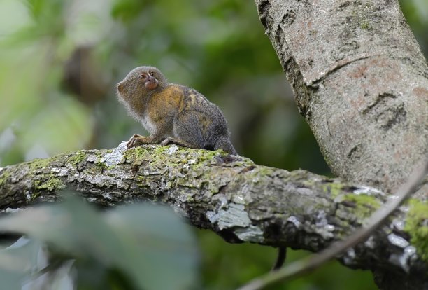 marmoset