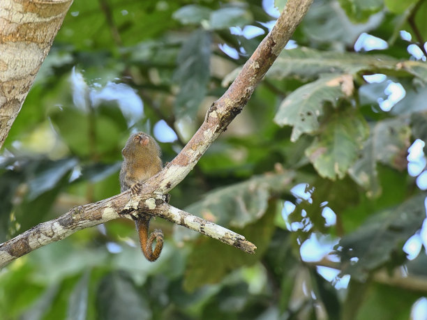 marmoset