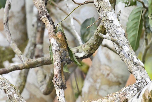 marmoset