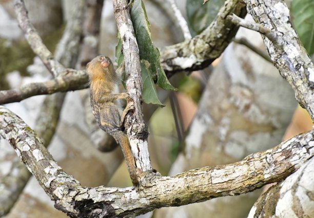 marmoset