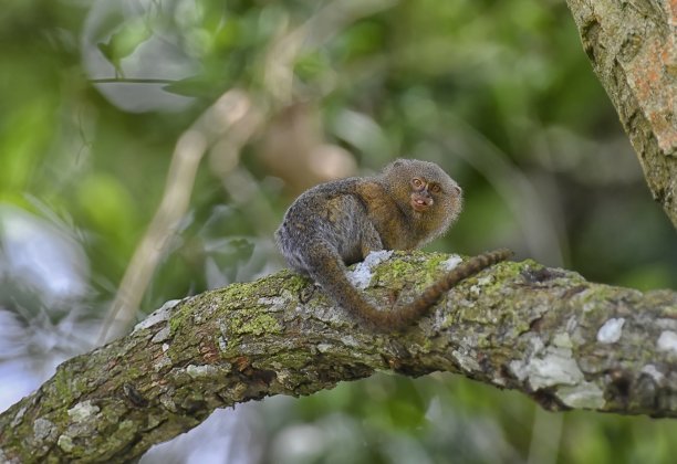 marmoset