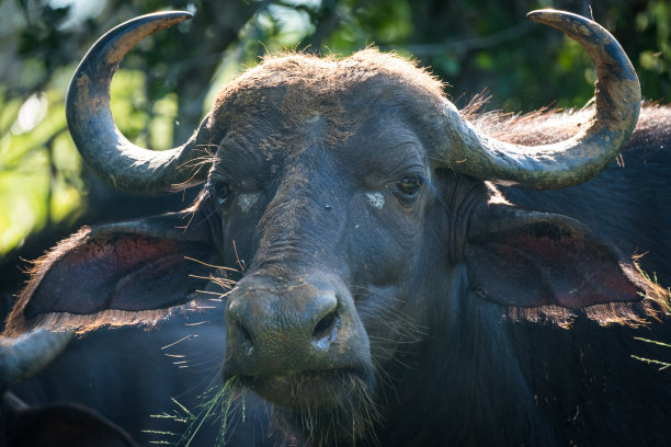 ox