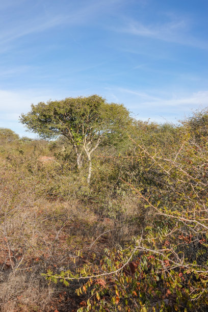 bushveld