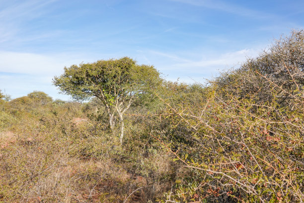 bushveld