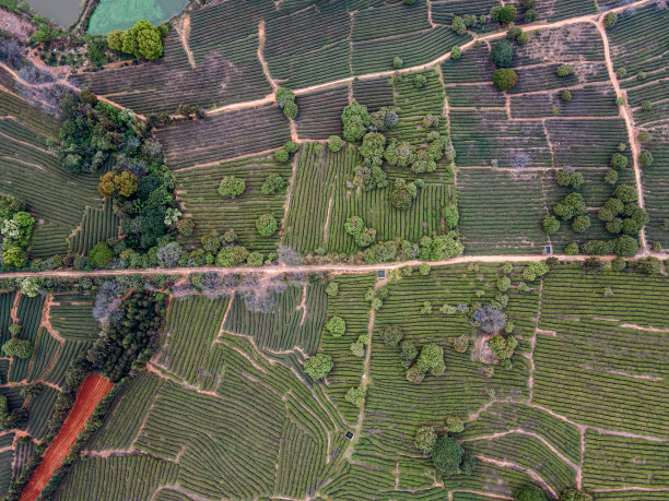 茶树线稿