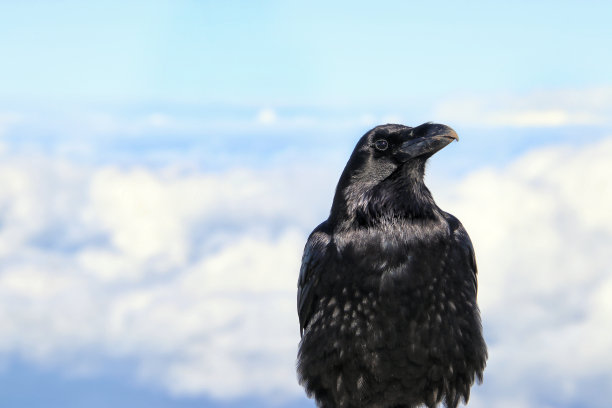 raven