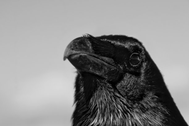 raven