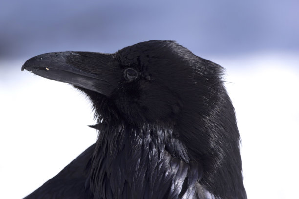 raven