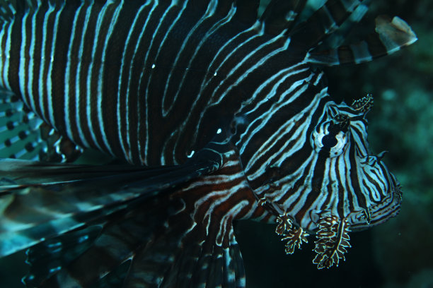 lionfish