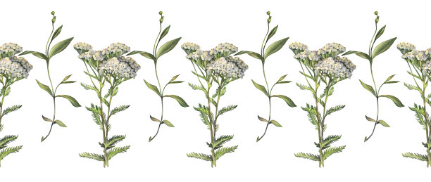 achillea