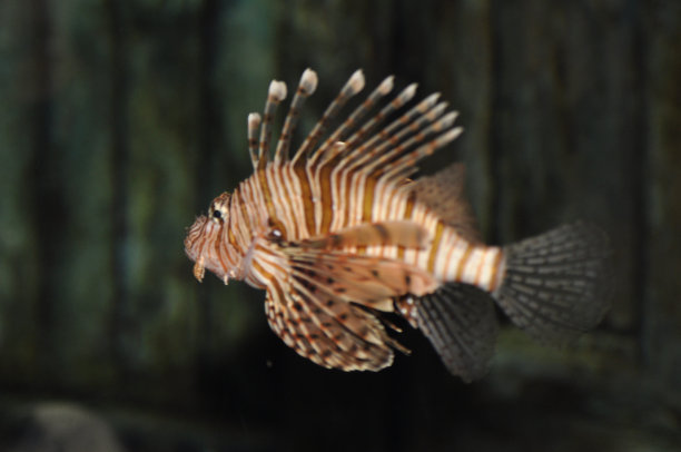 lionfish