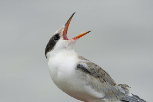 charadriiformes