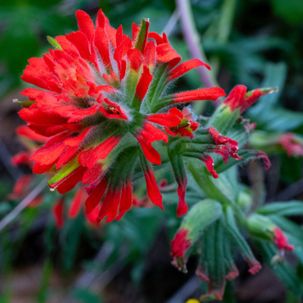 hawkweed