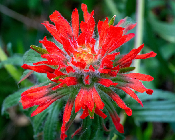 hawkweed