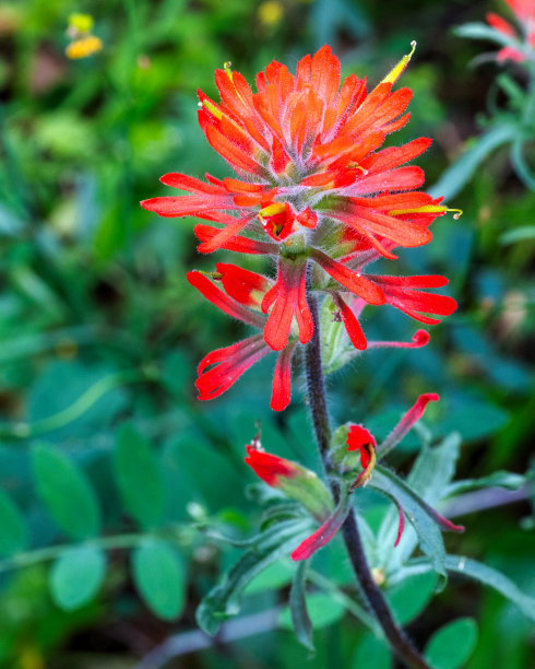 hawkweed