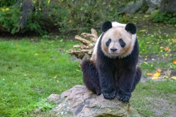 大熊猫,熊猫,小熊