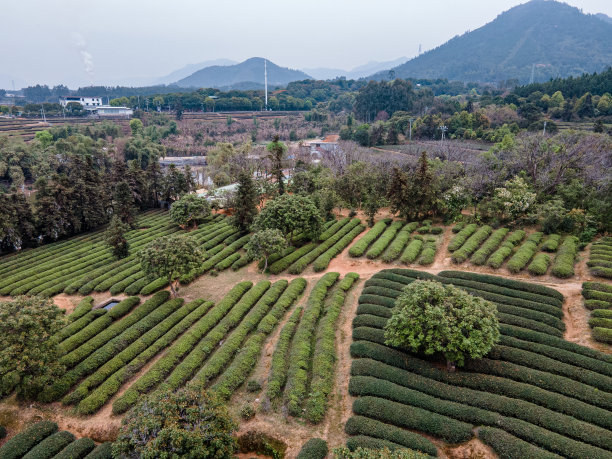 梯田线描