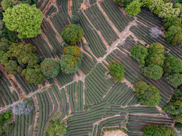 茶树线稿
