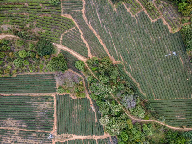茶树线稿
