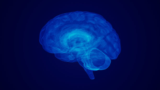cerebrum