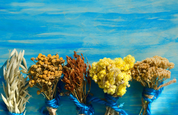 tanacetum