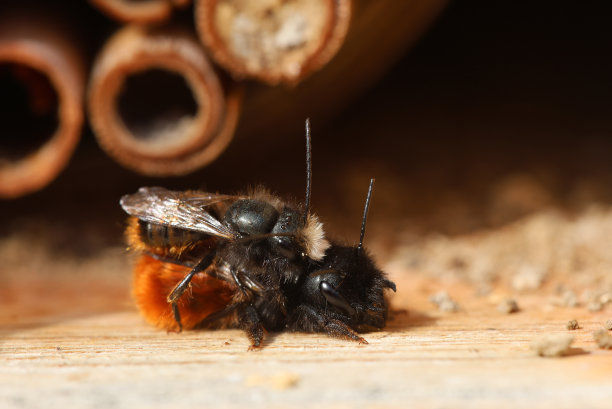 beekeeper