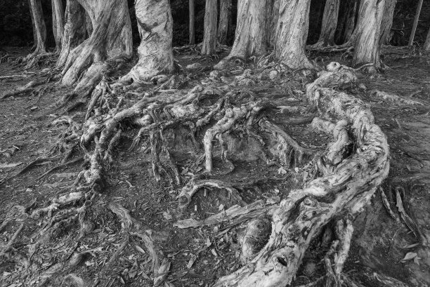banyan
